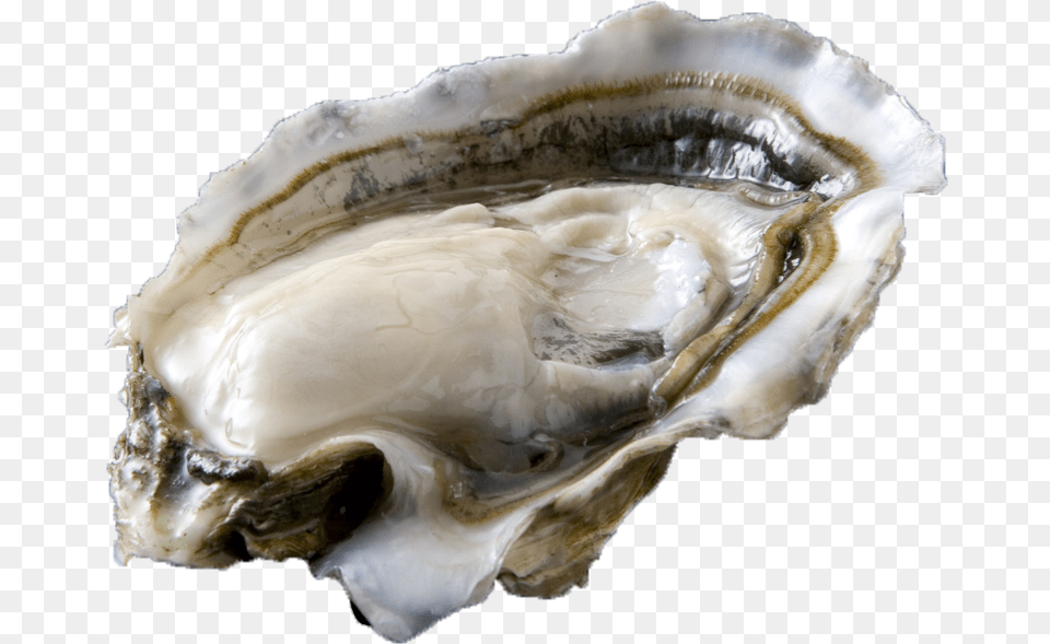 Oysters Oester, Animal, Food, Sea Life, Seafood Free Transparent Png