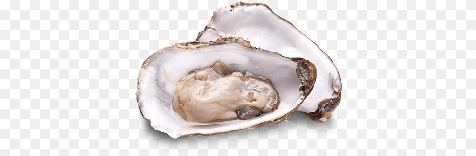 Oysters Oysters Raw, Animal, Food, Sea Life, Seafood Free Png