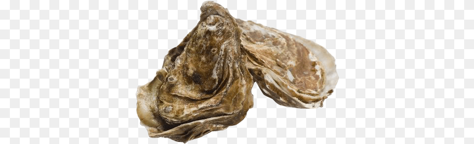 Oysters Seafood, Animal, Food, Sea Life, Invertebrate Free Png Download