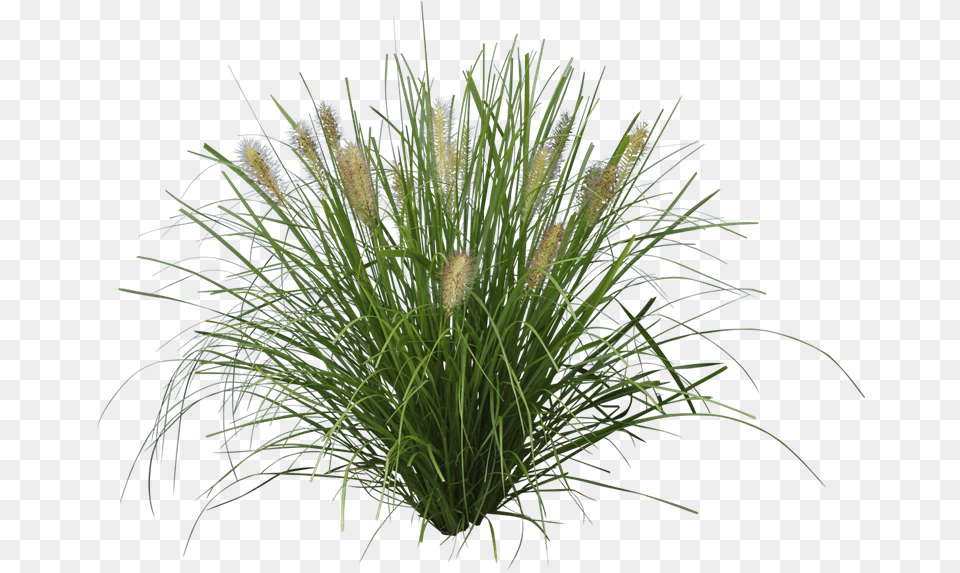 Ozbreed Grass Varieties Pennisetum, Plant, Vegetation Free Png Download