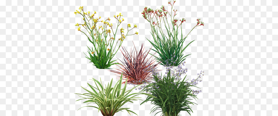 Ozbreed Plants 2d Plants, Plant, Vegetation, Flax, Flower Free Png Download