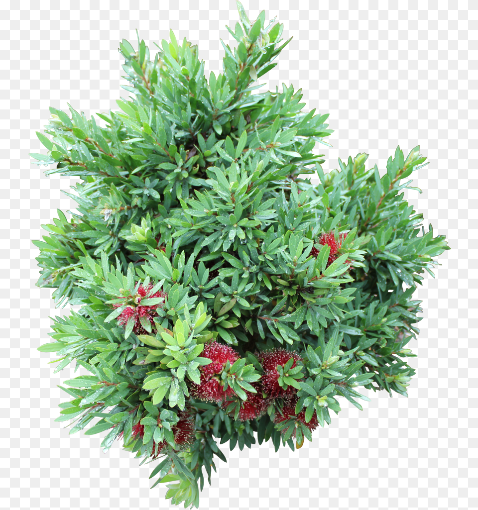 Ozbreed Shrub And Groundcover Varieties Evergreen, Conifer, Herbal, Herbs, Plant Png