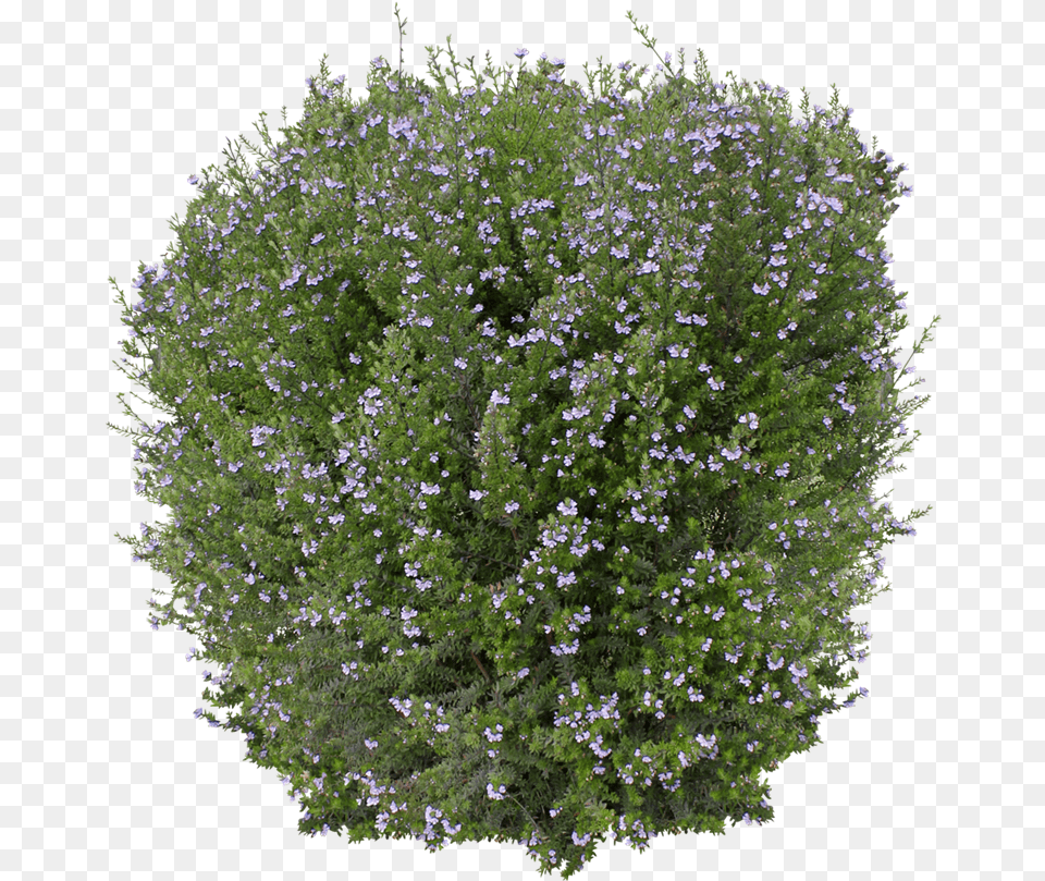 Ozbreed Shrub And Groundcover Varieties Westringia Flower Power, Herbal, Herbs, Plant, Vegetation Free Transparent Png