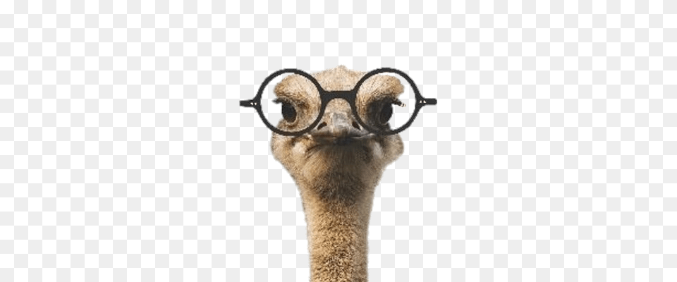 Ozzie The Ostrich Wearing Glasses, Animal, Beak, Bird, Canine Png