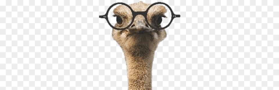 Ozzie The Ostrich Wearing Glasses Comic Verse For Men And Curious Women, Animal, Beak, Bird, Kangaroo Free Transparent Png