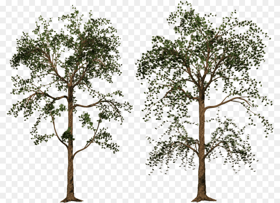 P 1024x768 High Quality Aljanh Pond Pine, Oak, Plant, Potted Plant, Sycamore Free Transparent Png