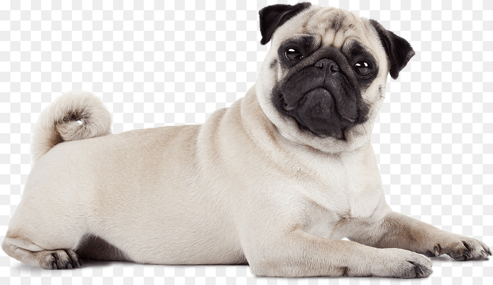 P Home, Animal, Canine, Dog, Mammal Png