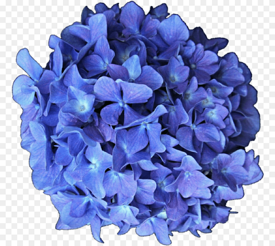 P Hydrangea, Plant, Flower Free Png