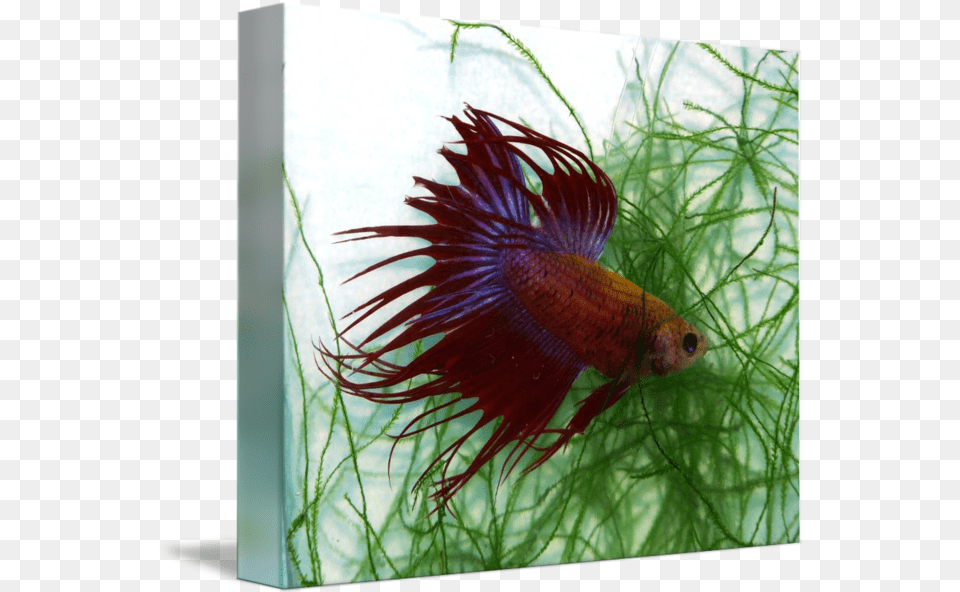 P Tricolored Crown Betta Fish Siamese Fight By Cindy Ford Feather Fish For Aquarium, Animal, Aquatic, Sea Life, Water Free Png