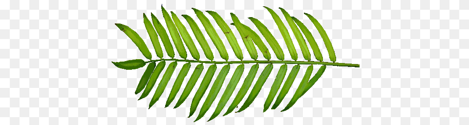 P Wide Kbytes The Texture Of The Foliage, Fern, Leaf, Plant, Tree Free Png Download