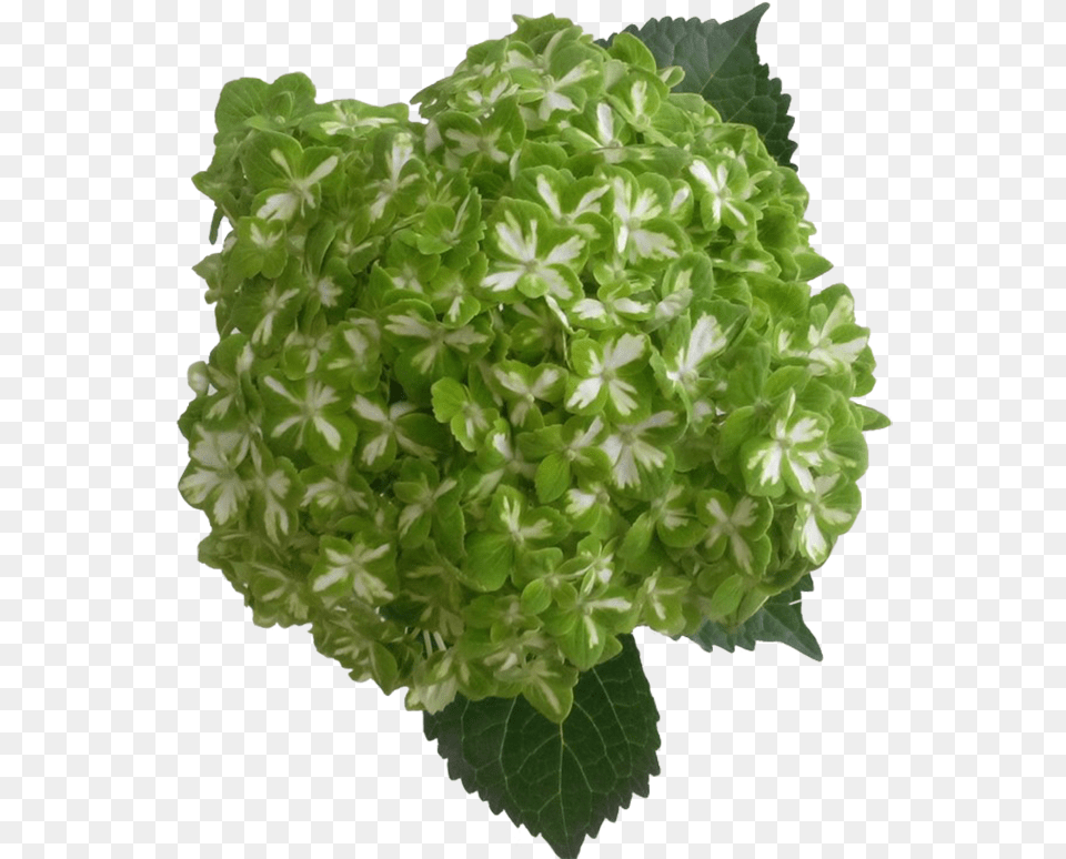 P423 I2 W900 Hydrangea Esmeralda, Herbs, Plant, Leaf, Green Free Transparent Png