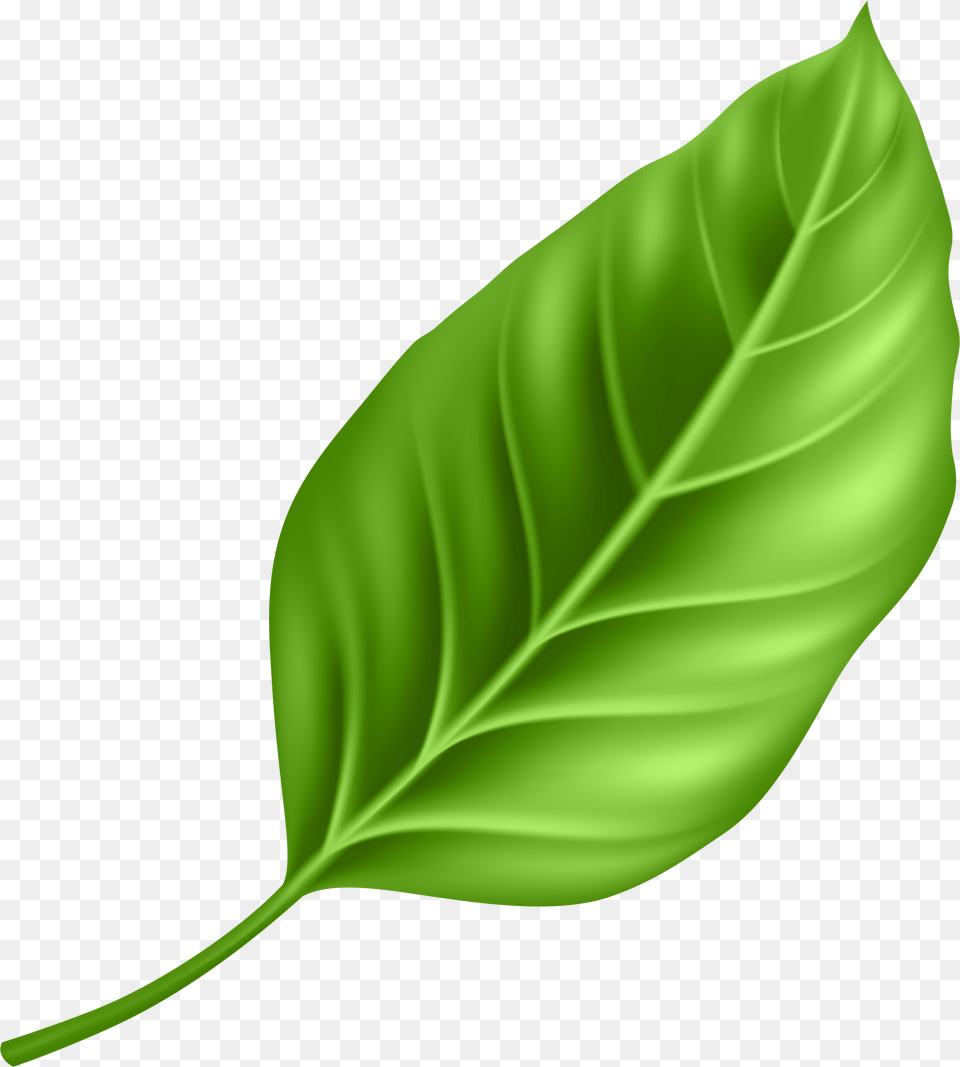 Paan Leaf Free Png