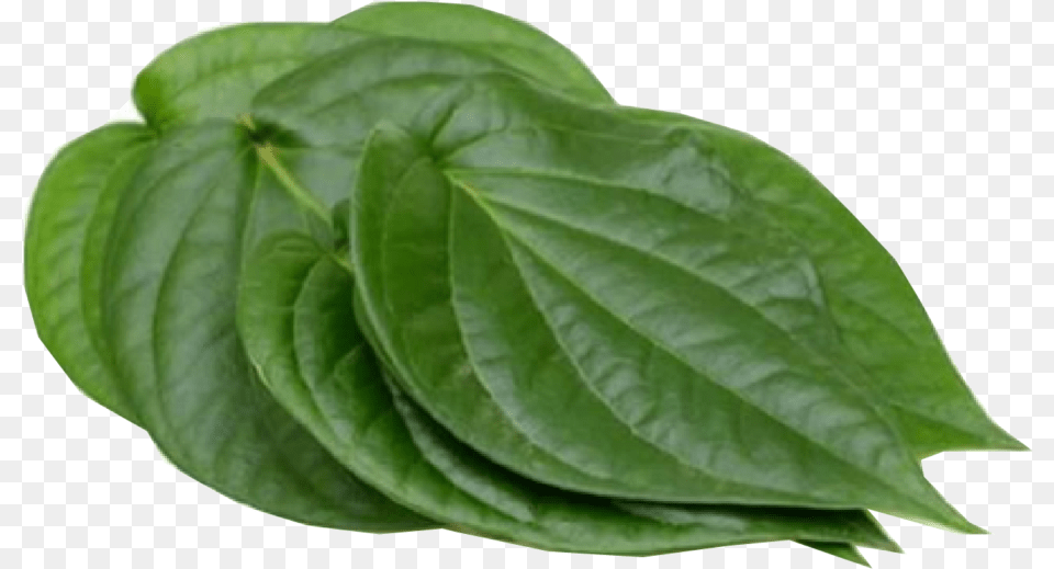 Paan Leaves, Leaf, Plant, Flower Png Image