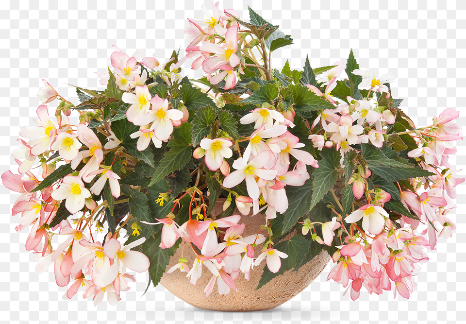 Pac Begonia Sunbrero Soft Pink Sold Out Begonia, Flower, Flower Arrangement, Flower Bouquet, Plant Png