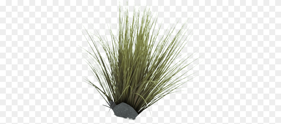 Pacheedaht Daysmall Tree Family Festival, Grass, Plant, Vegetation Png Image