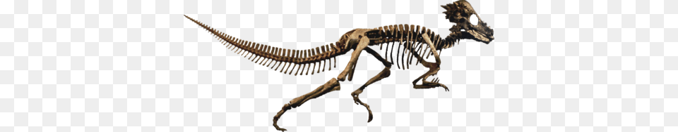 Pachycephalosauria, Animal, Dinosaur, Reptile, T-rex Png Image