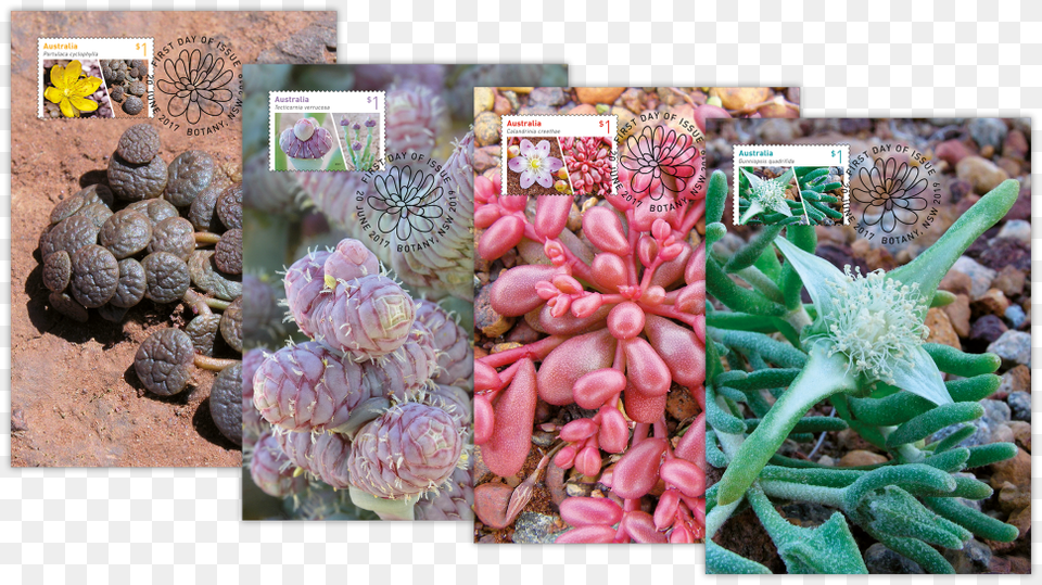 Pachyphytum, Art, Collage, Plant, Bud Free Png