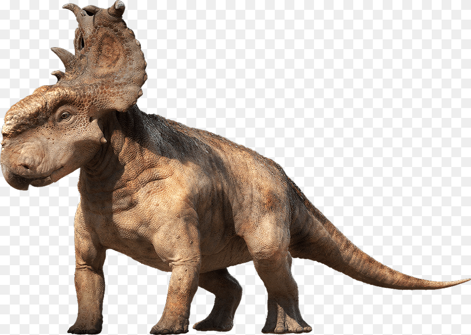 Pachyrhinosauruspromo, Animal, Dinosaur, Reptile, T-rex Free Transparent Png