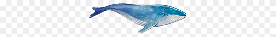 Pacific Blue Whale, Animal, Mammal, Sea Life, Fish Png Image
