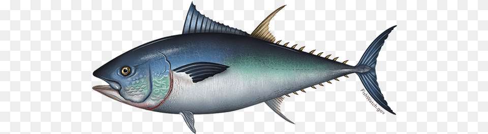 Pacific Bluefin Tuna Tuna Hunter Fishing Charters, Animal, Bonito, Fish, Sea Life Free Png Download