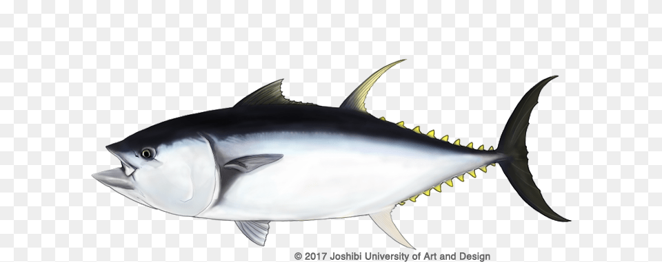 Pacific Bluefin Tuna United Nations, Animal, Bonito, Fish, Sea Life Free Png