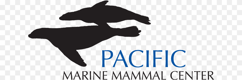 Pacific Marine Mammal Centre, Animal, Dolphin, Sea Life Free Png Download