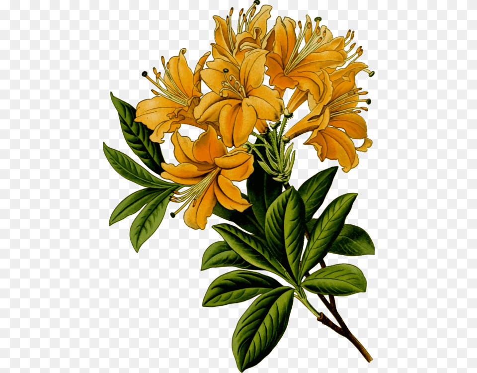 Pacific Rhododendron Plants Computer Icons, Flower, Plant, Acanthaceae, Flower Arrangement Png Image