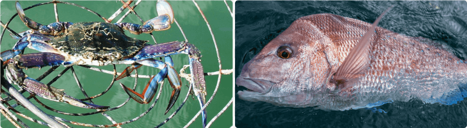 Pacific Sturgeon, Animal, Fish, Sea Life, Food Png Image