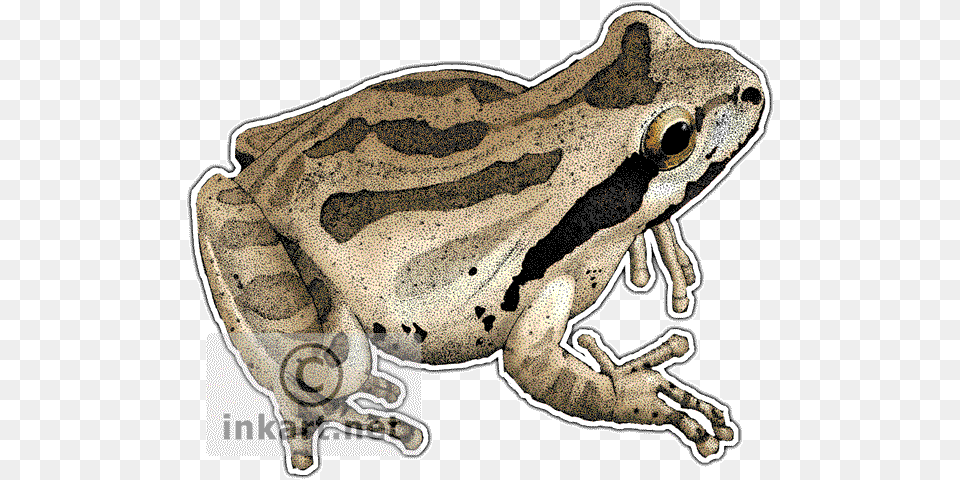 Pacific Tree Frog Decal Pacific Tree Frog, Amphibian, Animal, Wildlife, Reptile Free Transparent Png