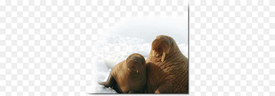 Pacific Walrus Response To Arctic Sea Ice Losses Pacific Walrus, Animal, Sea Life, Mammal, Elephant Png