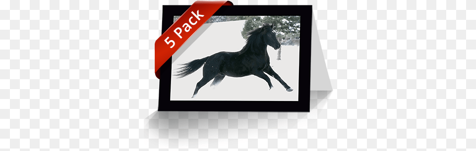 Pack Horse Greeting Cards 5 Pack Horse Greeting Cards Horse Greeting Card, Andalusian Horse, Animal, Mammal, Stallion Free Png
