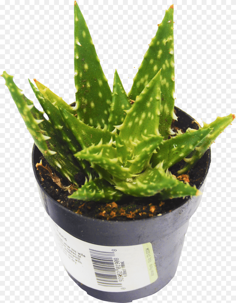 Pack Minnie Belle Hybrid Aloe Vera Succulent Aloe, Gray Free Transparent Png