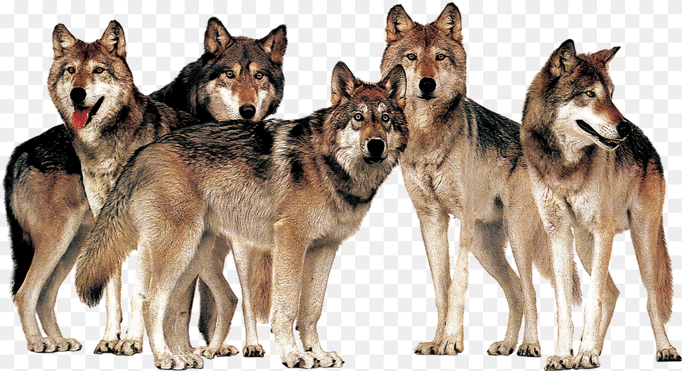 Pack Of Wolves Transparent, Animal, Canine, Mammal, Red Wolf Png