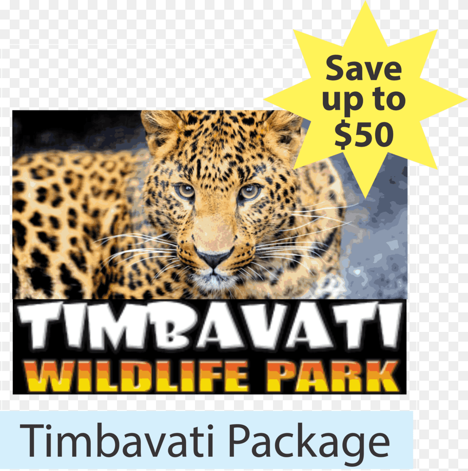 Package Timbavati Leopard 4k Wallpapers 16, Advertisement, Poster, Animal, Mammal Free Transparent Png