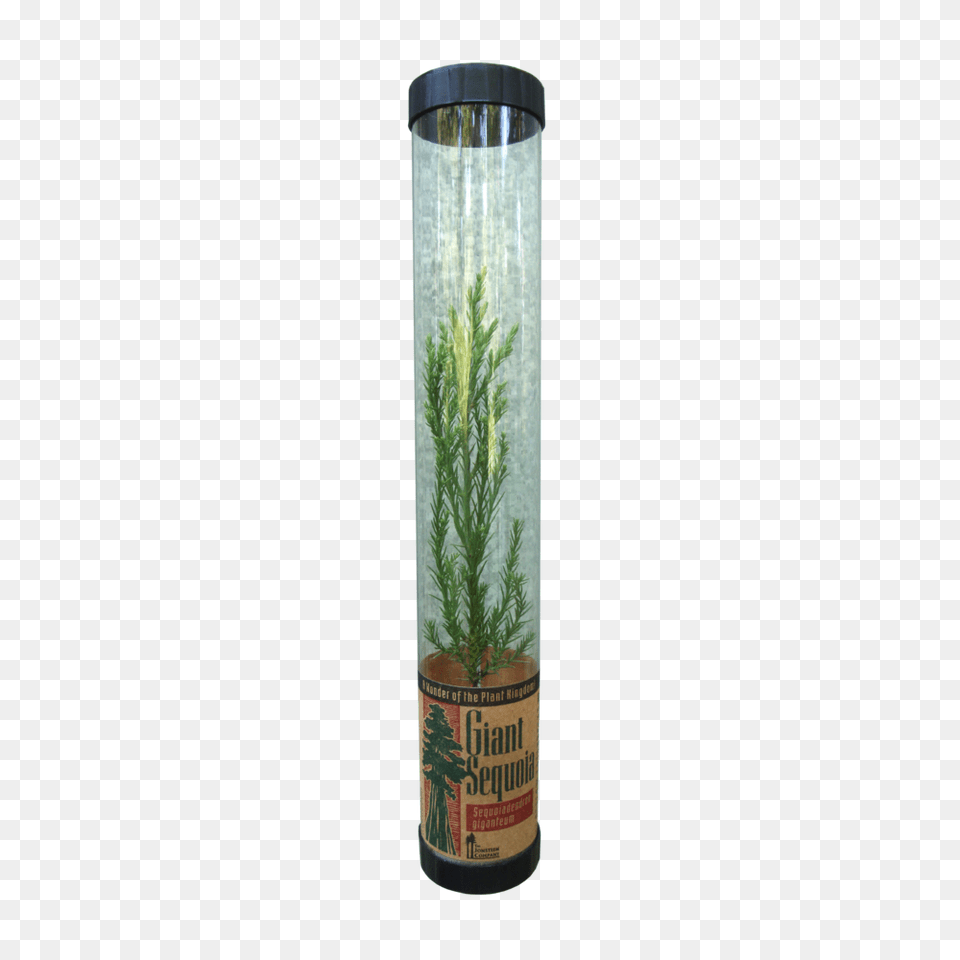 Packaged Live Trees The Jonsteen Company, Jar, Pottery, Vase, Water Free Transparent Png