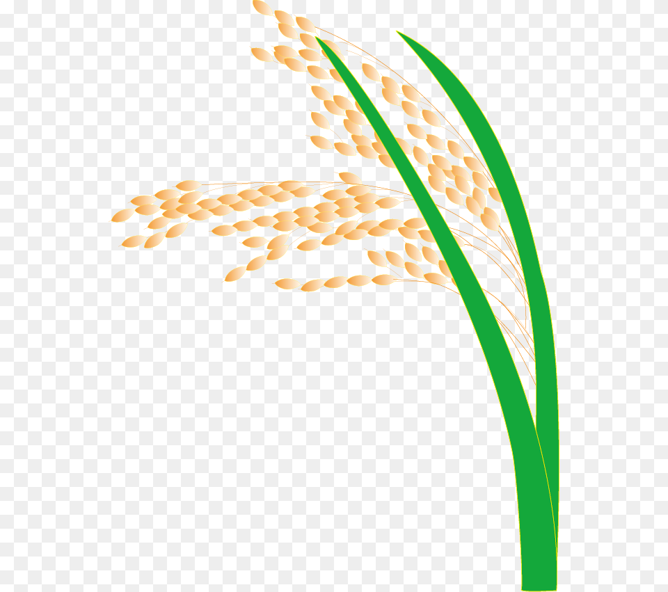 Paddy Field Hedao Transprent Paddy Field, Food, Grain, Produce, Wheat Png Image