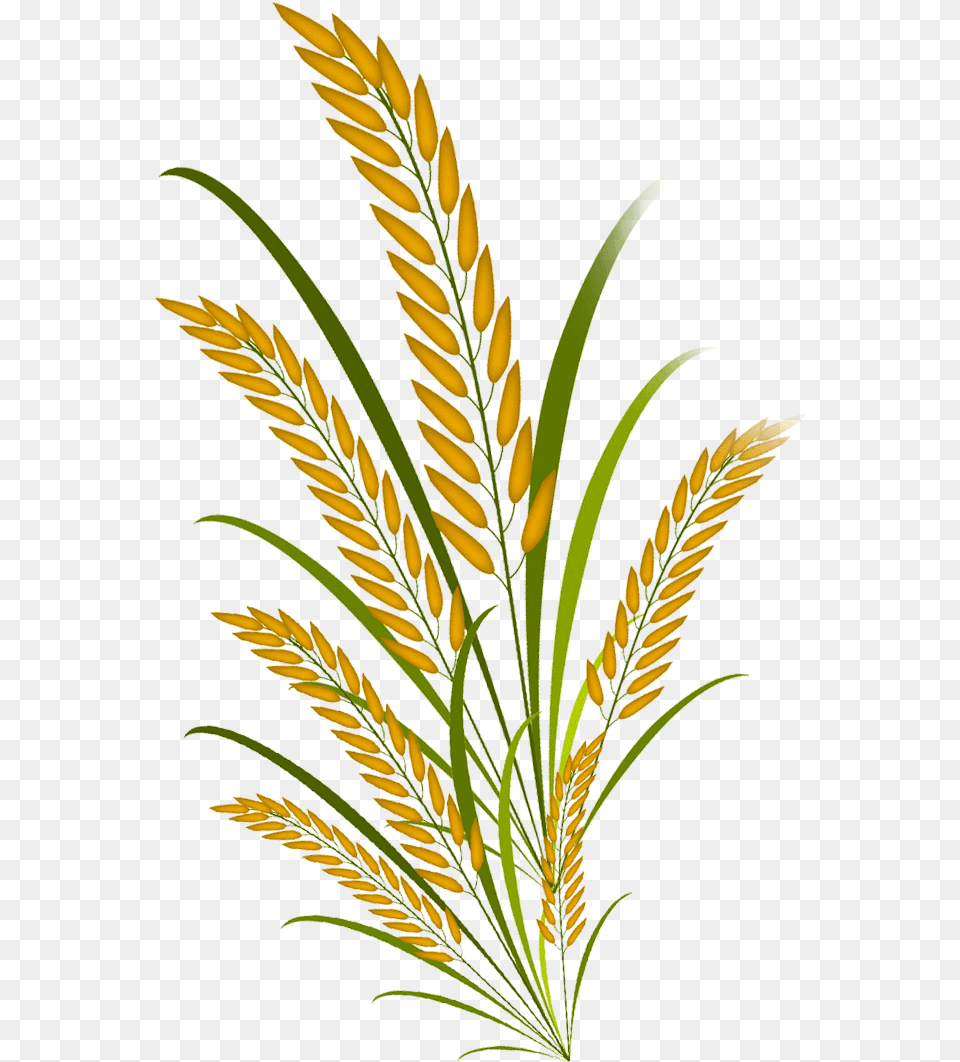 Padi, Grass, Plant, Vegetation, Agropyron Free Png
