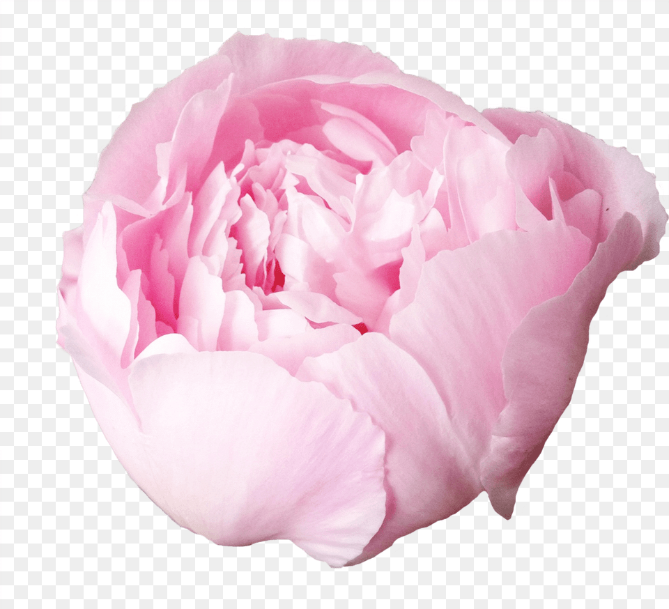 Paeonia Alertie Peony, Flower, Plant, Rose, Carnation Png