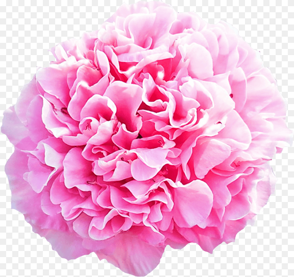 Paeonia Carnation Bouquet Carnation Flower Pink, Plant, Rose Free Png Download