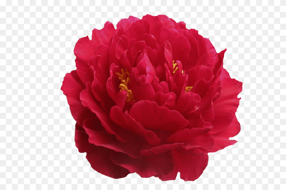 Paeonia Old Faithful, Flower, Plant, Rose, Carnation Png
