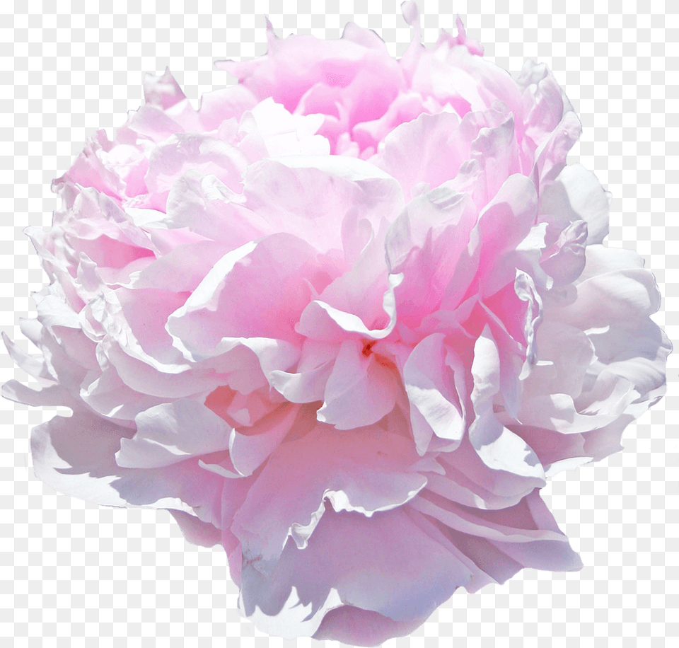 Paeonia Pink Giant, Flower, Plant, Rose, Carnation Free Transparent Png