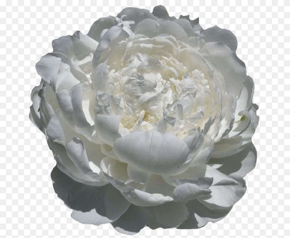 Paeonia White Ivory Peonies My Peony Society Artificial Flower, Petal, Plant, Rose, Carnation Free Transparent Png