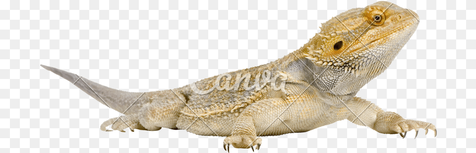 Page 6 For Dragon Cliparts U0026 Ender Dragon Bearded Dragon Transparent Background, Animal, Lizard, Reptile, Iguana Png Image