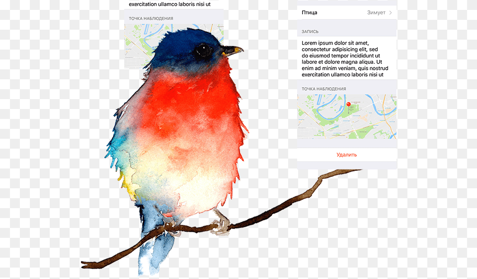 Page Spravochnik 2, Animal, Bird, Bluebird Free Png