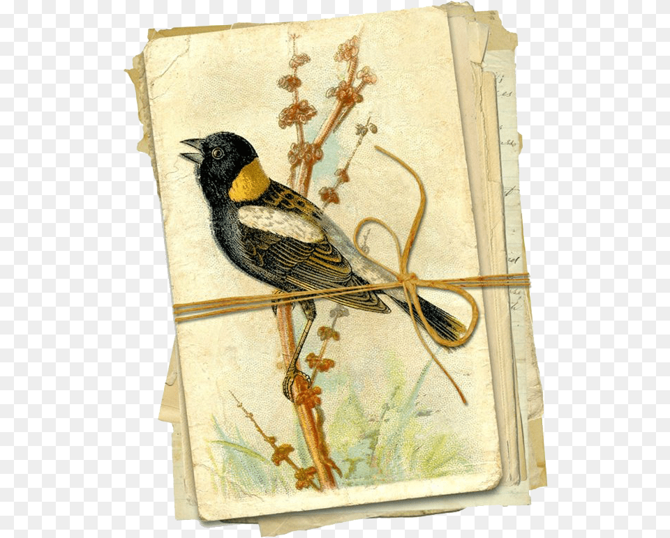 Page Torn From An Old Book With The Picture Of A Bird Basicgrey Journaling Die Cuts, Animal, Blackbird Png