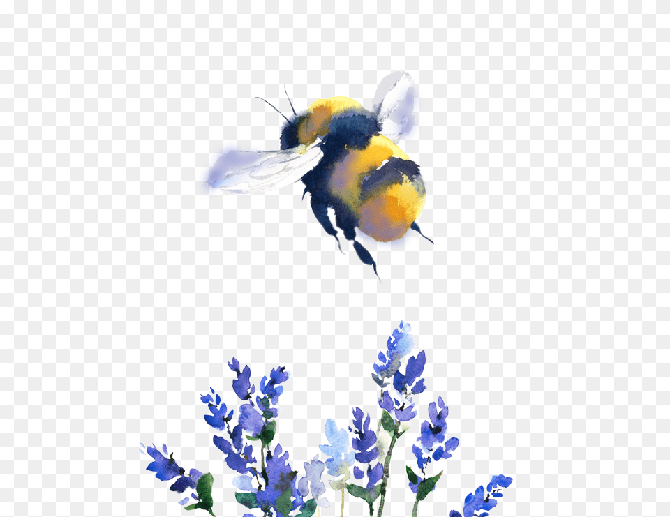 Pages Bumble Bee Watercolor, Animal, Apidae, Bumblebee, Invertebrate Png Image