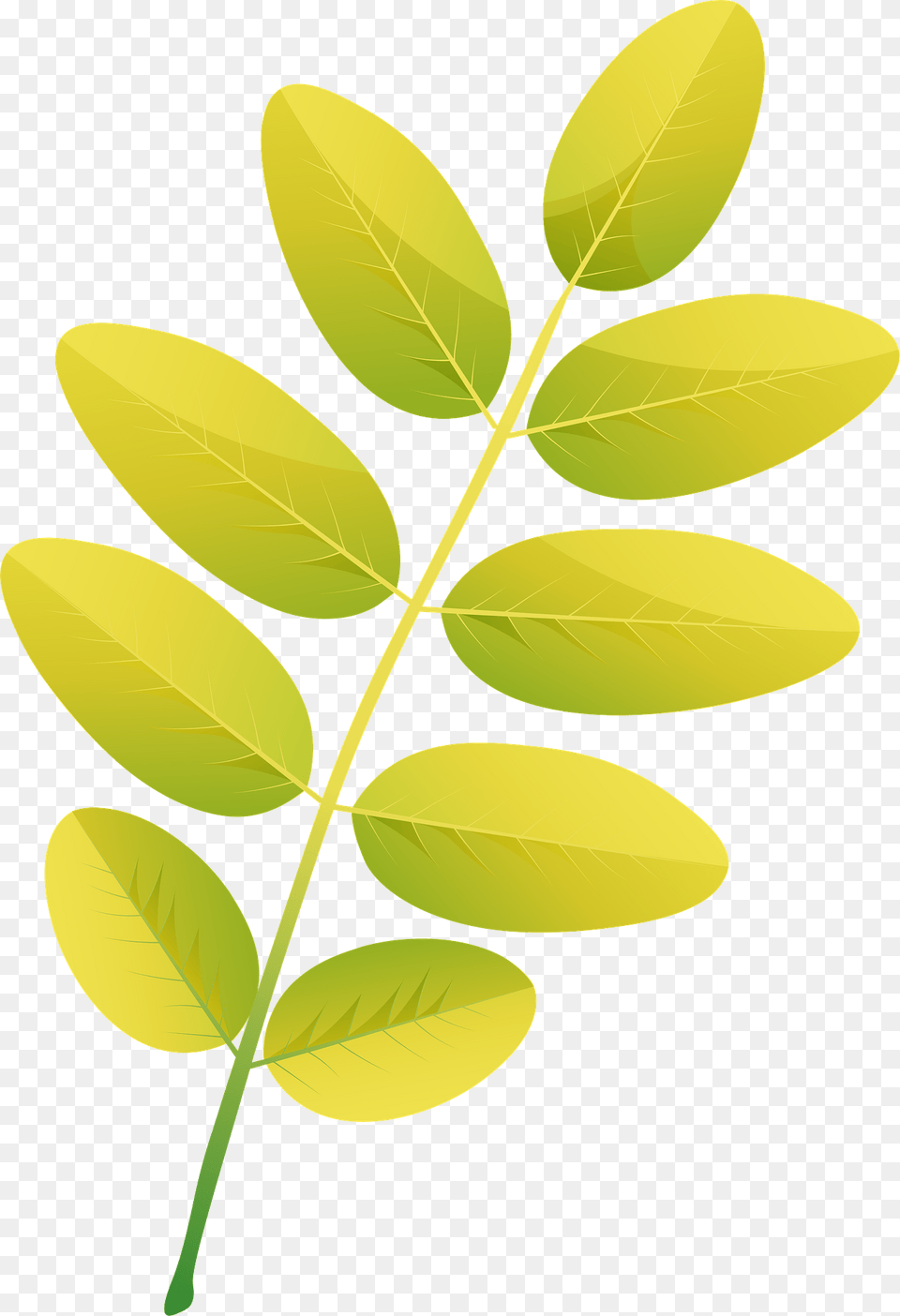 Pagoda Tree Autumn Leaf Clipart, Plant, Astragalus, Flower, Herbal Free Png Download
