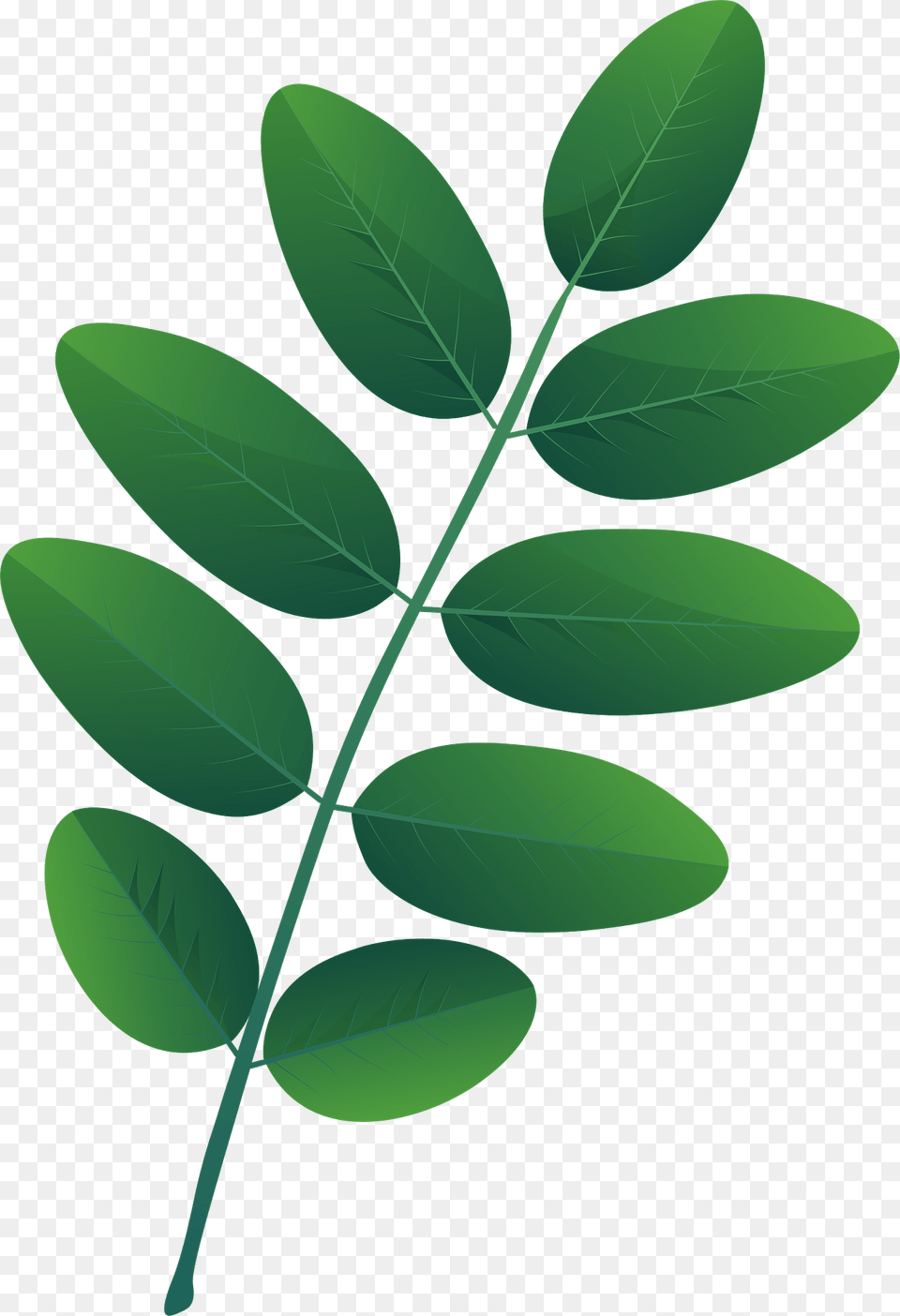 Pagoda Tree Spring Leaf Clipart, Green, Herbal, Herbs, Plant Png Image