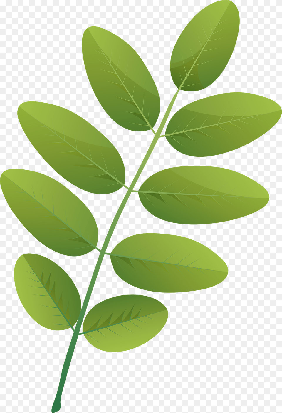Pagoda Tree Summer Leaf Clipart, Green, Herbal, Herbs, Plant Free Transparent Png