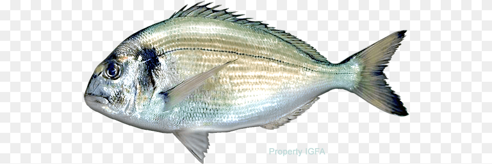 Pagrus Major, Animal, Fish, Sea Life, Tuna Png